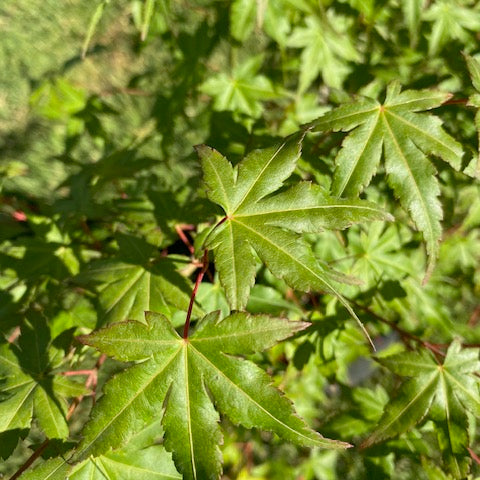 Acer Japónico Pie Alto Grande altura 160 a 200 centímetros aprox., en bolsa.