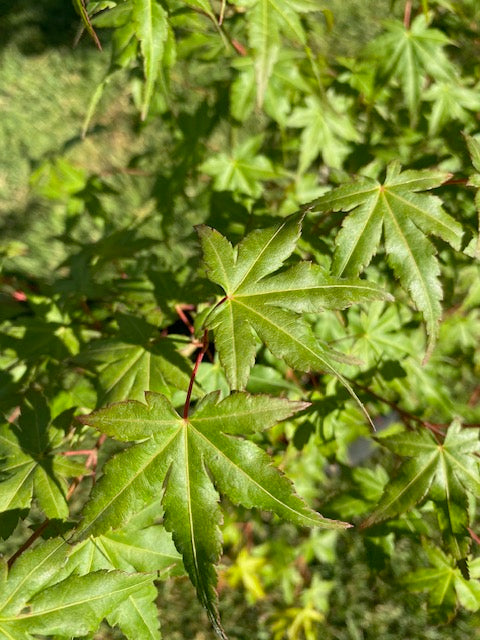 Acer Japónico Pie Alto Grande altura 160 a 200 centímetros aprox., en bolsa.