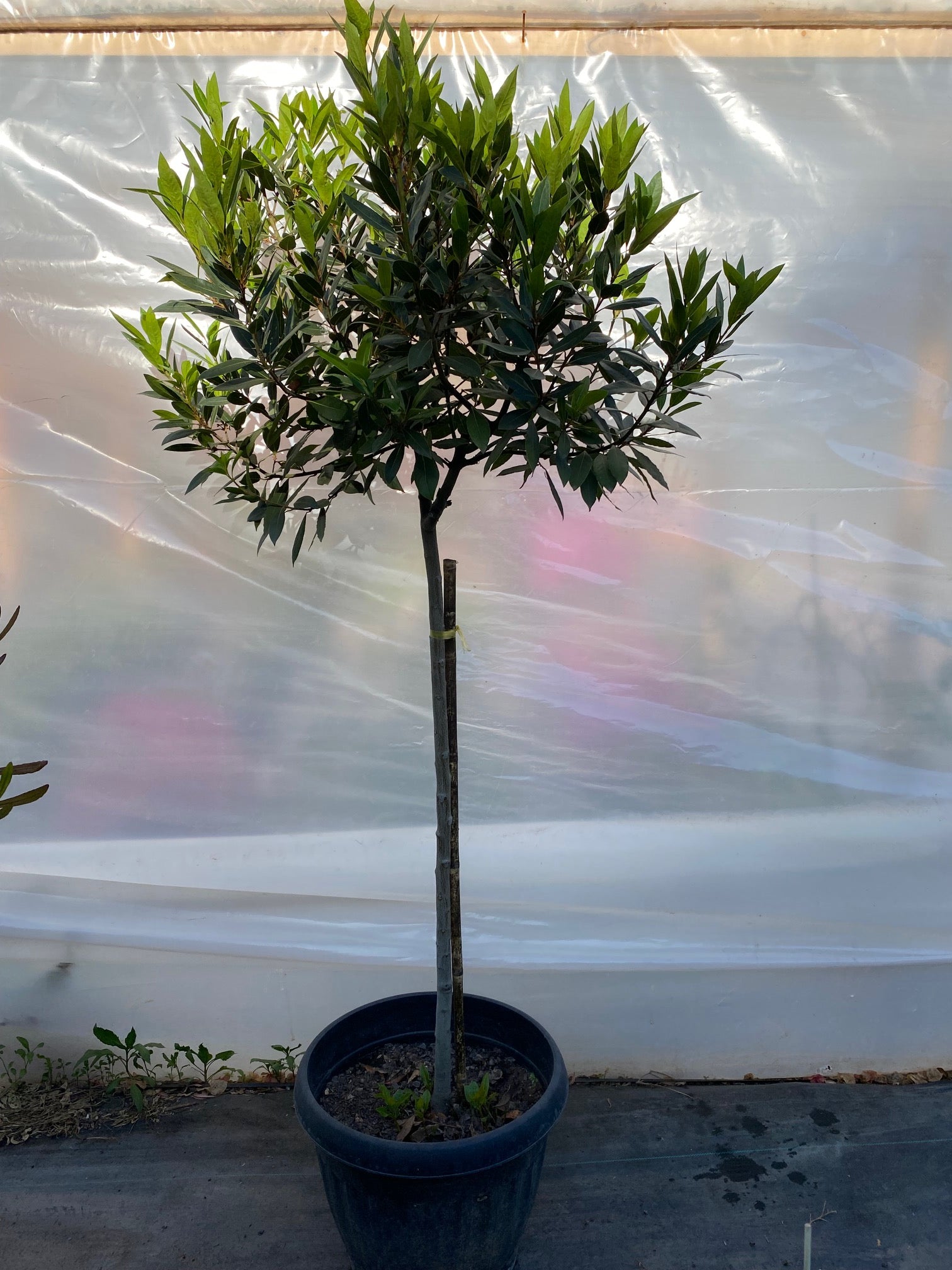 Laurel de Comer Pie Alto Grande altura  de 200 centímetros aprox., en macetero.