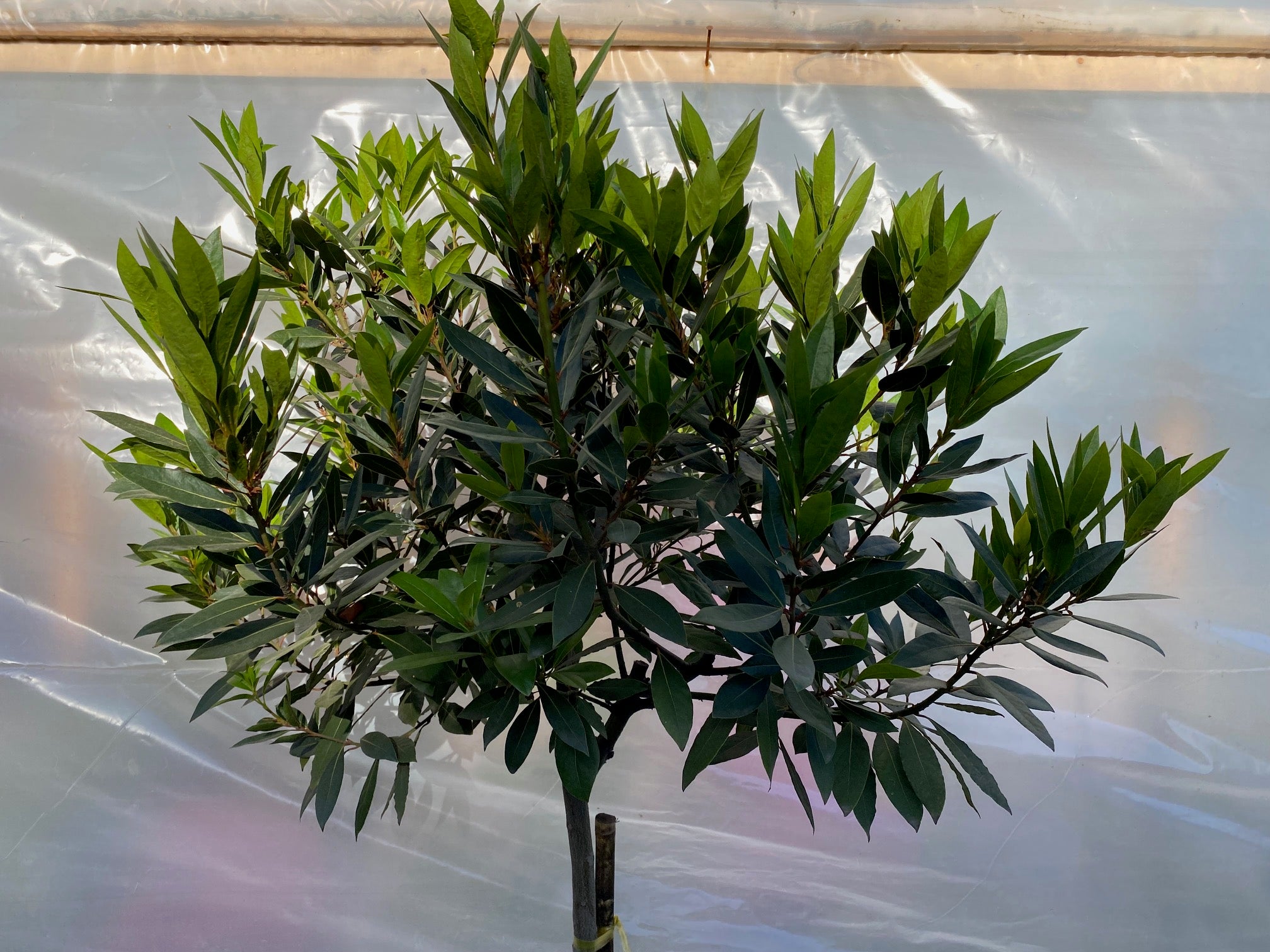 Laurel de Comer Pie Alto Grande altura  de 200 centímetros aprox., en macetero.