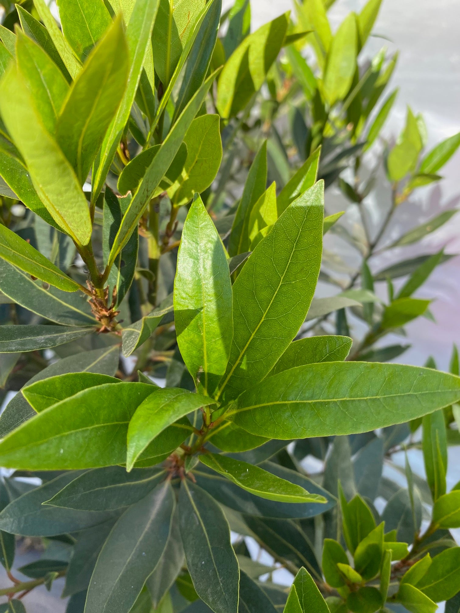 Laurel de Comer Pie Alto Grande altura  de 200 centímetros aprox., en macetero.