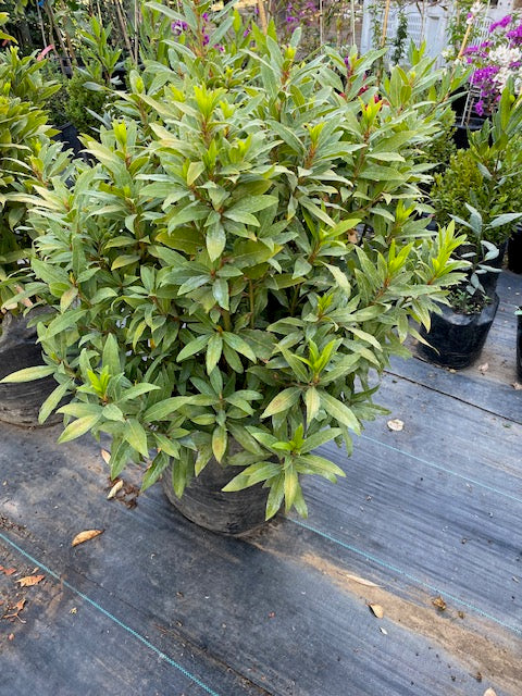 Laurel de Comer Bola altura de 130 centímetros aprox.