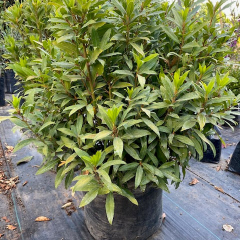 Laurel de Comer Bola altura de 130 centímetros aprox.