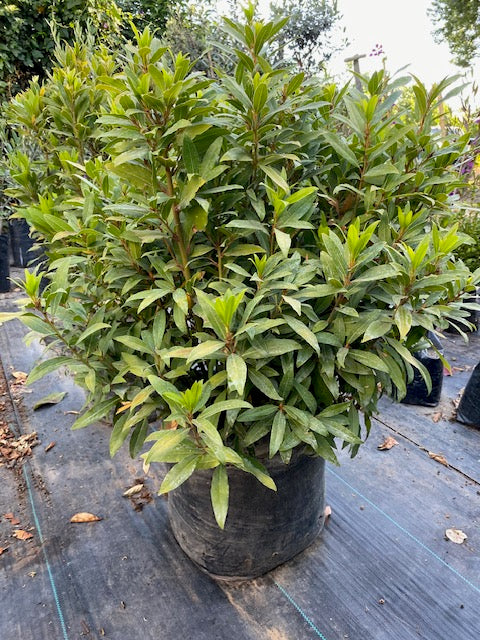 Laurel de Comer Bola altura de 130 centímetros aprox.