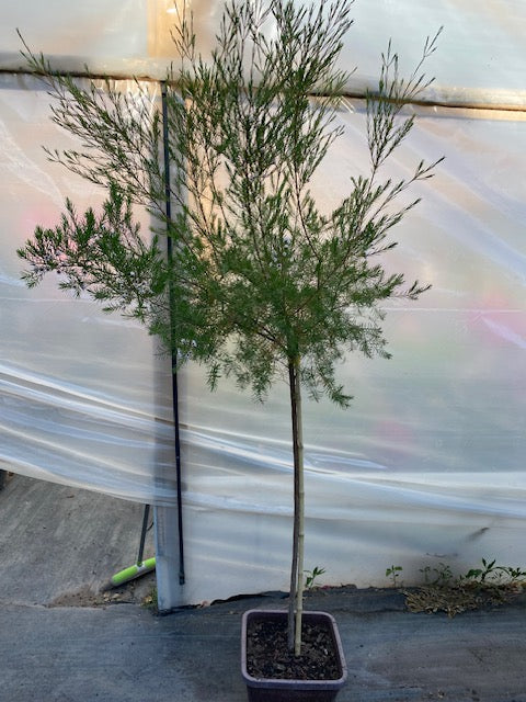 Wax Flower Pie Alto Grande altura de 160 a 200 centímetros aprox.