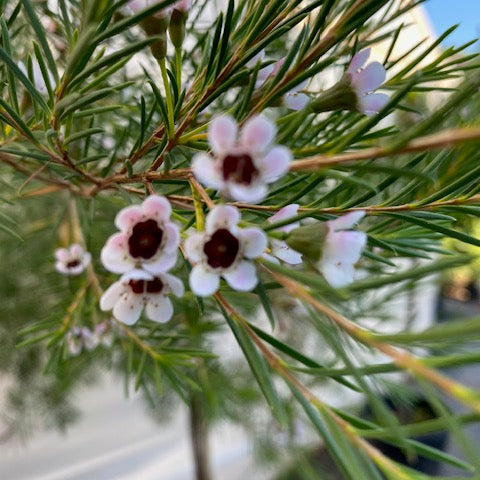 Wax Flower Pie Alto Grande altura de 160 a 200 centímetros aprox.