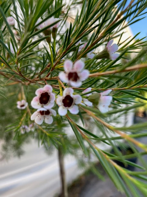Wax Flower Pie Alto Grande altura de 160 a 200 centímetros aprox.