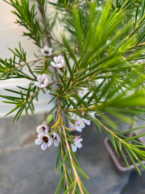 Wax Flower Pie Alto Grande altura de 160 a 200 centímetros aprox.