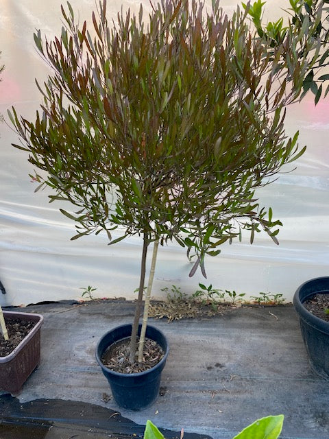 Stenocarpo Verde Pie Alto Grande altura de 160 a 200 centímetros aprox., en macetero.