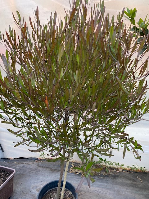 Stenocarpo Verde Pie Alto Grande altura de 160 a 200 centímetros aprox., en macetero.