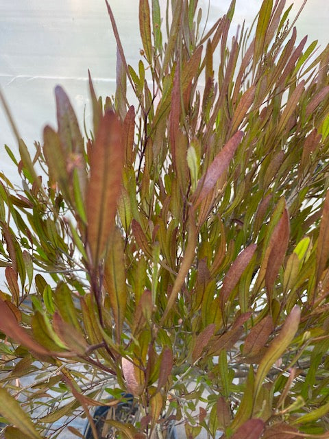 Stenocarpo Verde Pie Alto Grande altura de 160 a 200 centímetros aprox., en macetero.