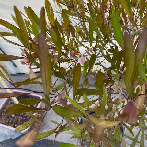 Stenocarpo Verde Pie Alto Grande altura de 160 a 200 centímetros aprox., en macetero.