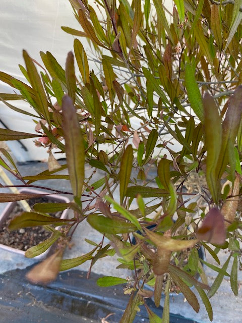 Stenocarpo Verde Pie Alto Grande altura de 160 a 200 centímetros aprox., en macetero.