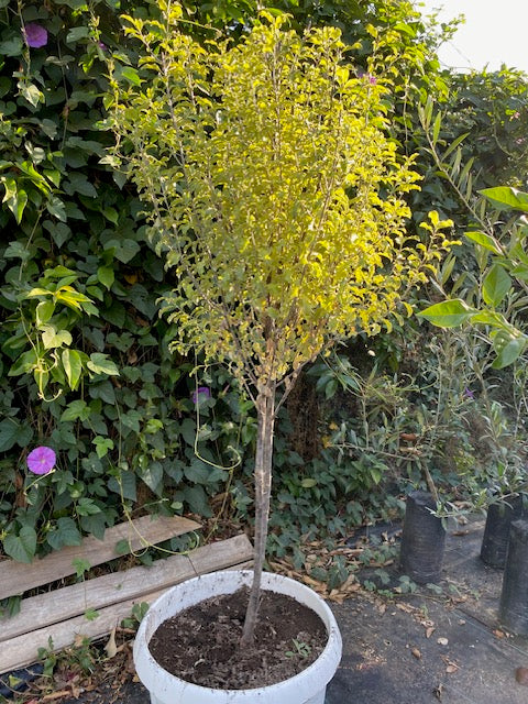 Nigrigans Pie Alto Grande  altura 160 centímetros aprox.