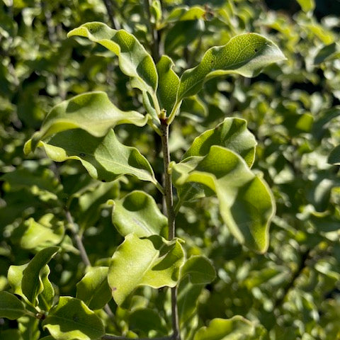 Nigrigans Pie Alto Grande  altura 160 centímetros aprox.