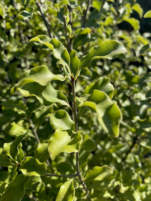 Nigrigans Pie Alto Grande  altura 160 centímetros aprox.