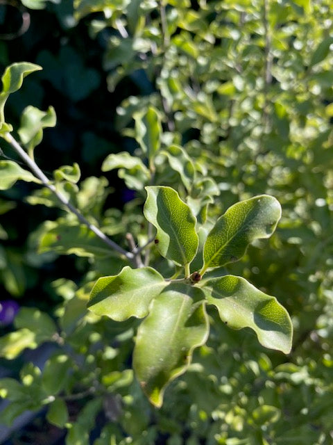 Nigrigans Pie Alto Grande  altura 160 centímetros aprox.