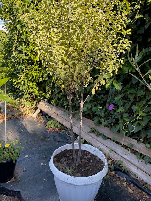 Nigrigans Pie Alto Grande  altura 160 centímetros aprox.