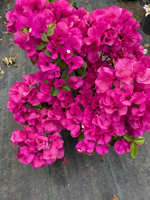 Bugambilia Bola altura de 100 centímetros aprox. Rojas, Blancas malva, Rosadas, Moradas