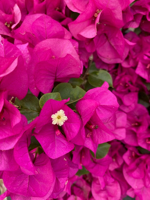 Bugambilia Bola altura de 100 centímetros aprox. Rojas, Blancas malva, Rosadas, Moradas