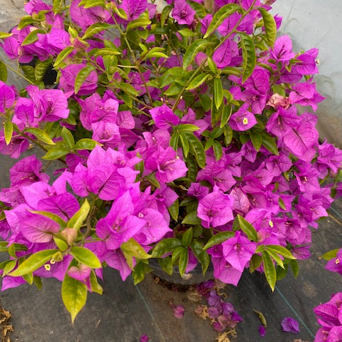 Bugambilia Bola altura de 100 centímetros aprox. Rojas, Blancas malva, Rosadas, Moradas