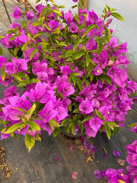 Bugambilia Bola altura de 100 centímetros aprox. Rojas, Blancas malva, Rosadas, Moradas