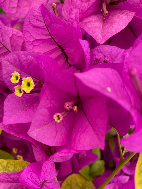 Bugambilia Bola altura de 100 centímetros aprox. Rojas, Blancas malva, Rosadas, Moradas