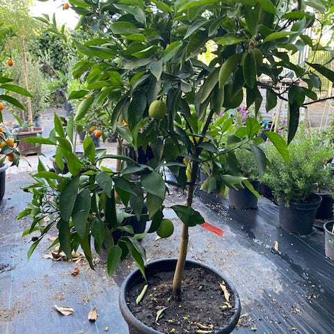Naranjo Cara Cara altura de 140 centímetros aprox., en macetero.
