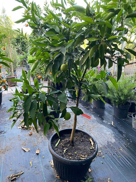 Naranjo Cara Cara altura de 140 centímetros aprox., en macetero.