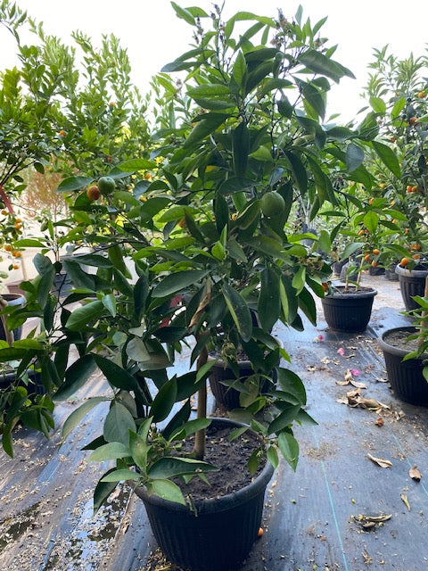 Naranjo Cara Cara altura de 140 centímetros aprox., en macetero.