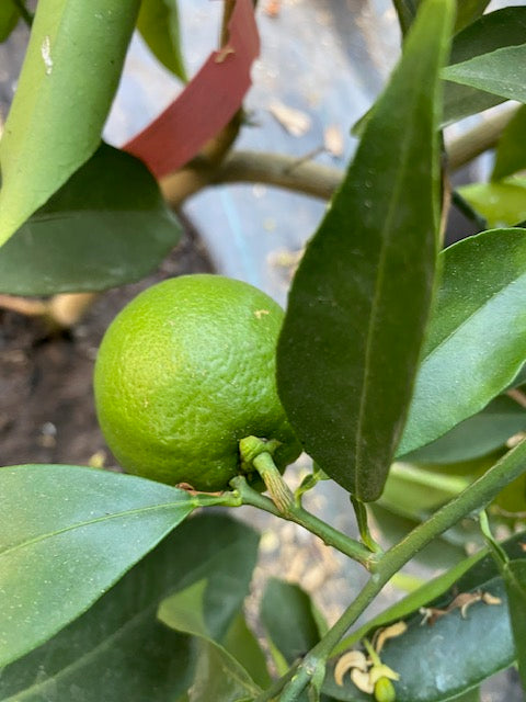 Naranjo Cara Cara altura de 140 centímetros aprox., en macetero.