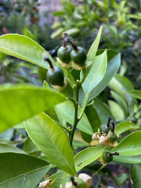 Naranjo Cara Cara altura de 140 centímetros aprox., en macetero.
