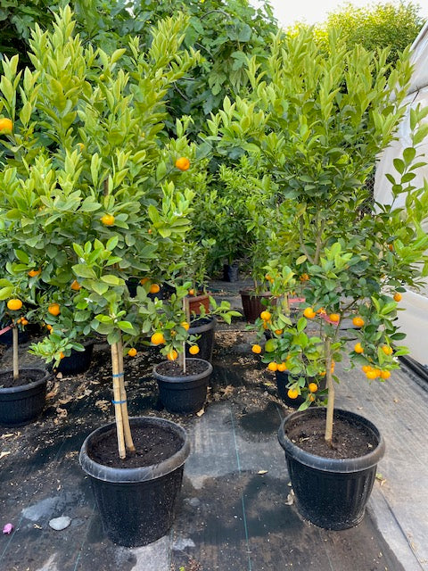 Citrus Calamondin altura  de 180 centímetros aprox., en macetero.