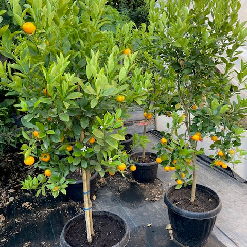 Citrus Calamondin altura  de 180 centímetros aprox., en macetero.