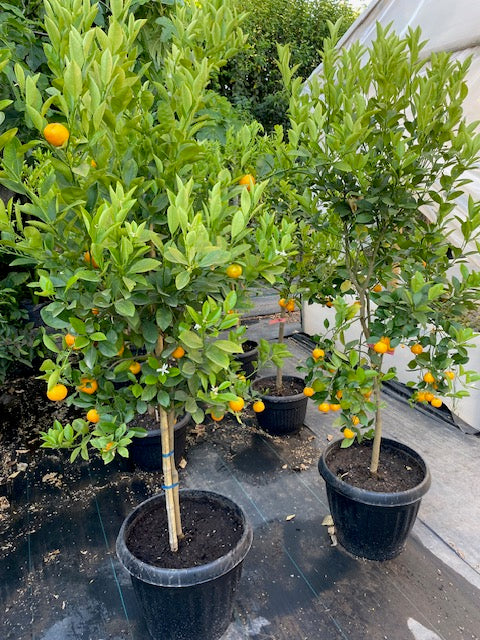 Citrus Calamondin altura  de 180 centímetros aprox., en macetero.