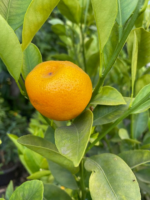 Citrus Calamondin altura  de 180 centímetros aprox., en macetero.