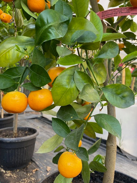 Citrus Calamondin altura  de 180 centímetros aprox., en macetero.