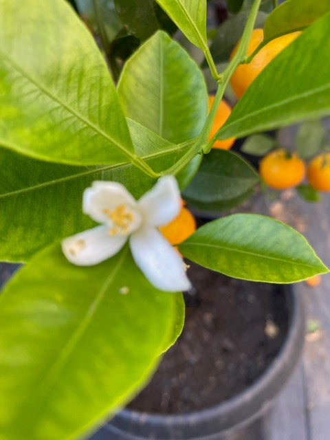 Citrus Calamondin altura  de 180 centímetros aprox., en macetero.