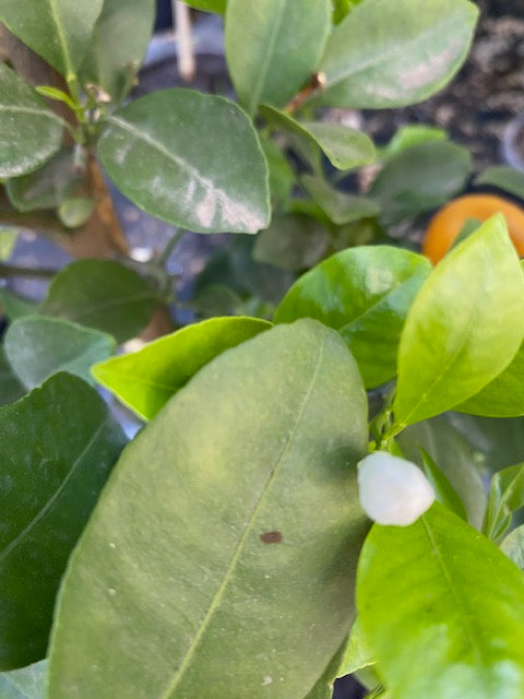 Citrus Calamondin altura  de 180 centímetros aprox., en macetero.