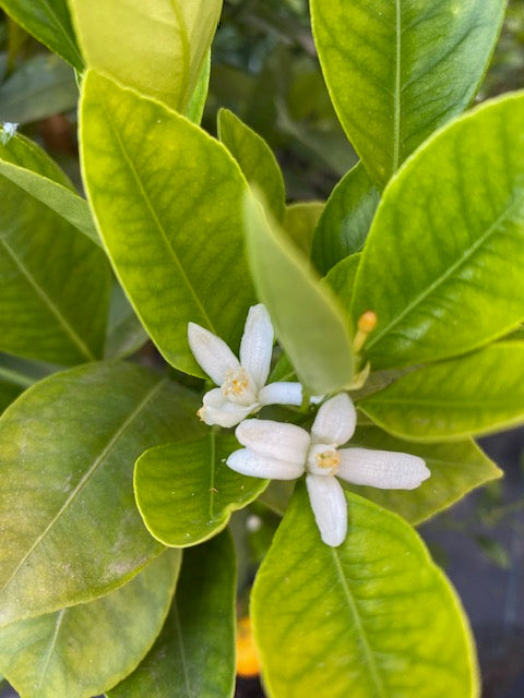 Citrus Calamondin altura  de 180 centímetros aprox., en macetero.