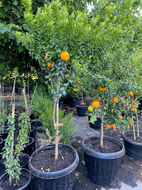 Citrus Chinoto altura de 180 centímetros aprox., en macetero.