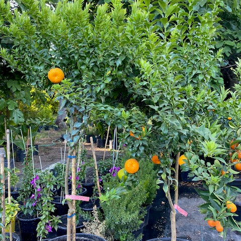 Citrus Chinoto altura de 180 centímetros aprox., en macetero.