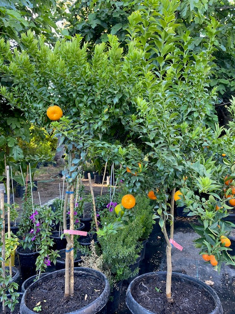 Citrus Chinoto altura de 180 centímetros aprox., en macetero.