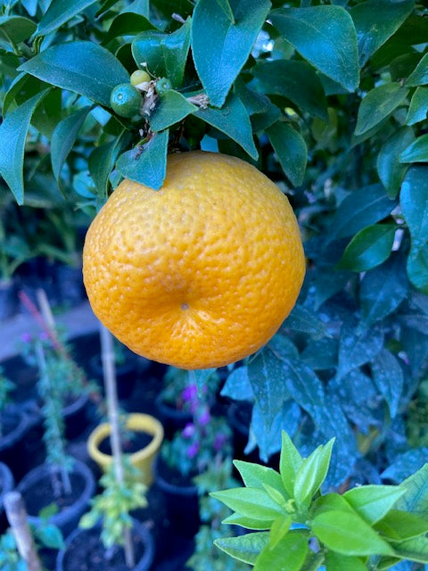 Citrus Chinoto altura de 180 centímetros aprox., en macetero.