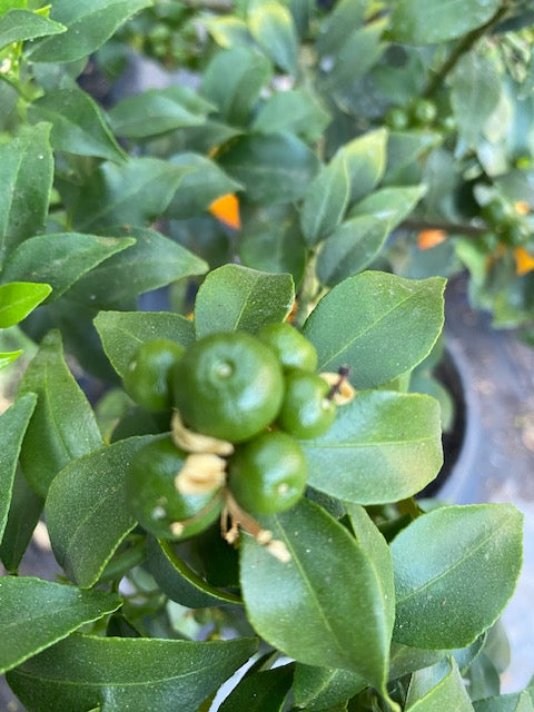 Citrus Chinoto altura de 180 centímetros aprox., en macetero.