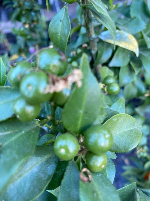 Citrus Chinoto altura de 180 centímetros aprox., en macetero.