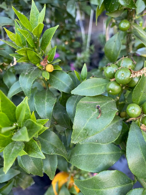 Citrus Chinoto altura de 180 centímetros aprox., en macetero.