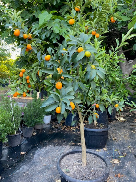 Citrus Kumquat altura de 140 centímetros aprox. en macetero.