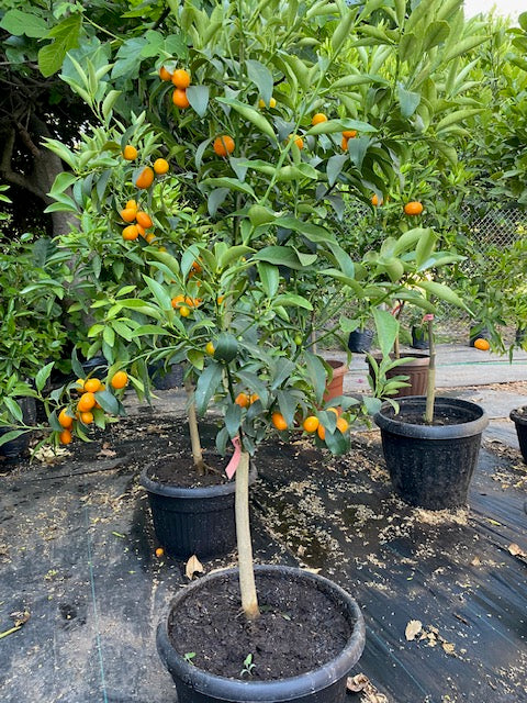 Citrus Kumquat altura de 140 centímetros aprox. en macetero.