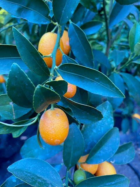Citrus Kumquat altura de 140 centímetros aprox. en macetero.
